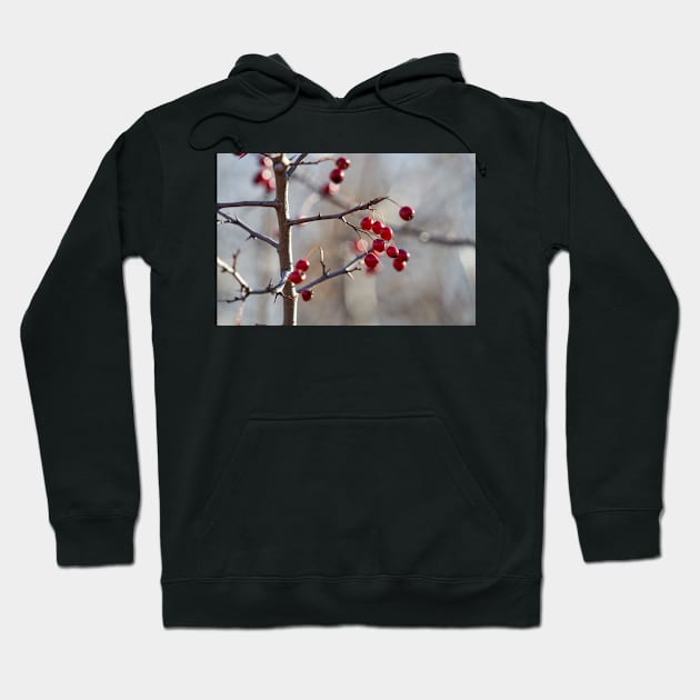 Ripe hawthorn berries Hoodie by naturalis